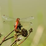 Gyakori szitakötő (Sympetrum striolatum)