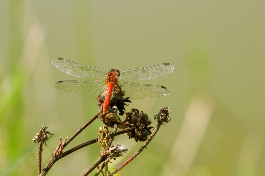 Gyakori szitakötő (Sympetrum striolatum)