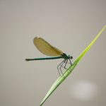 Kisasszony szitakötő (Calopteryx virgo)