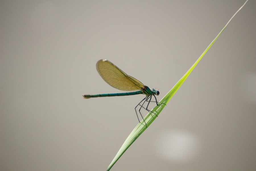 Kisasszony szitakötő (Calopteryx virgo)