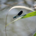 Sávos szitakötő (Calopteryx splendens)