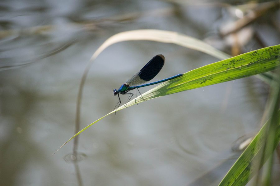 Sávos szitakötő (Calopteryx splendens)