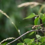 Feketelábú szitakötő (Gomphus vulgatissimus)