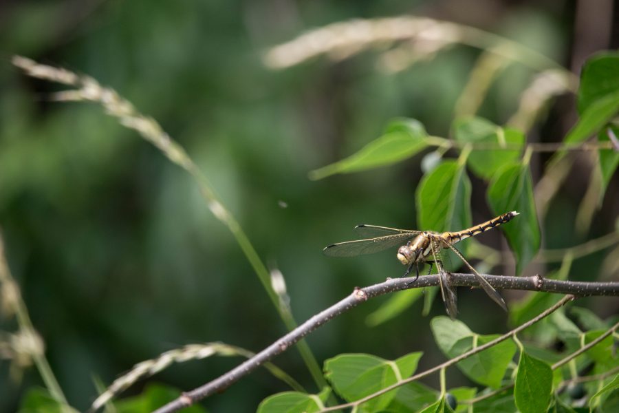 Feketelábú szitakötő (Gomphus vulgatissimus)