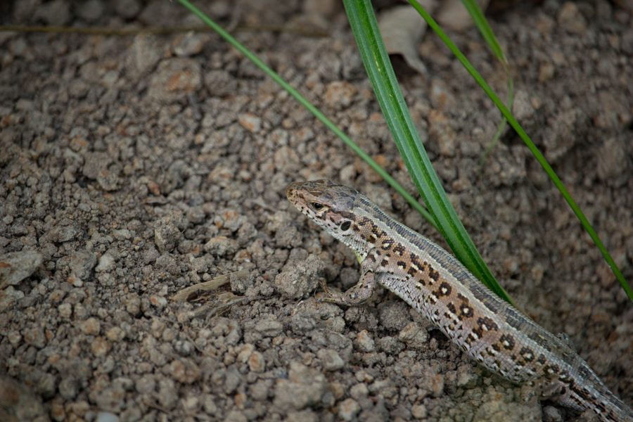 Fürge gyík (Lacerta agilis)