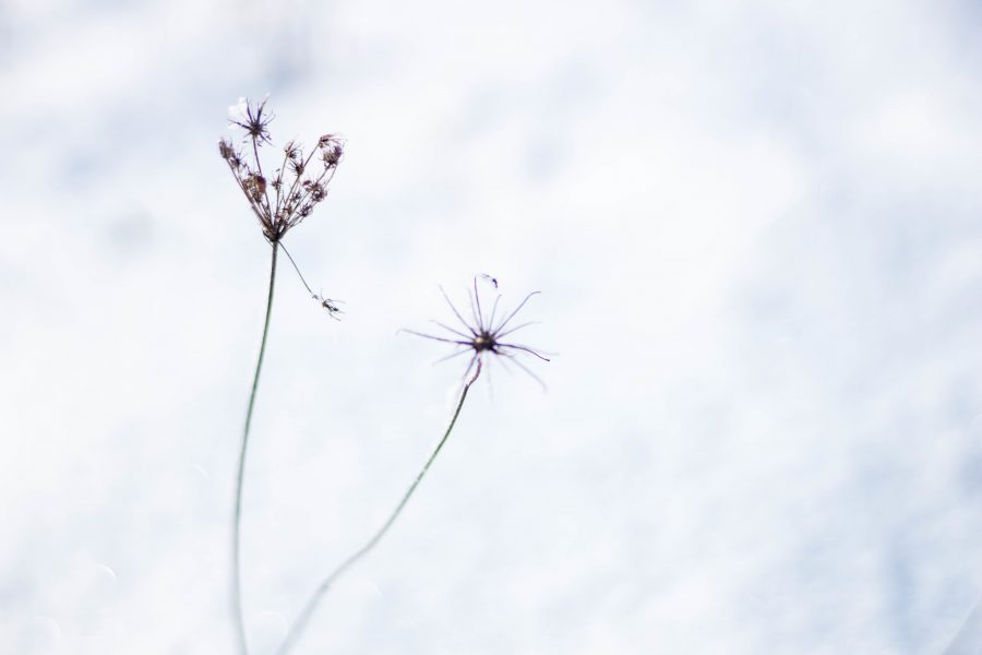 Foltos bürök (Conium maculatum)