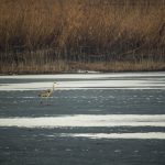 Szürke gém Mezőzáh mellett - Ardea cinerea