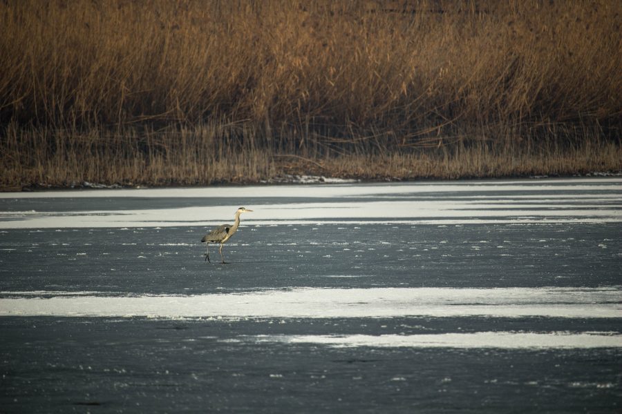 Szürke gém Mezőzáh mellett - Ardea cinerea