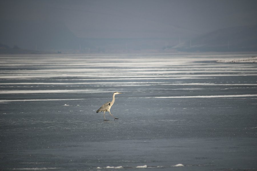 Szürke gém a jégen - Ardea cinerea