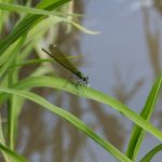 Kisasszony szitakötő (Calopteryx virgo)