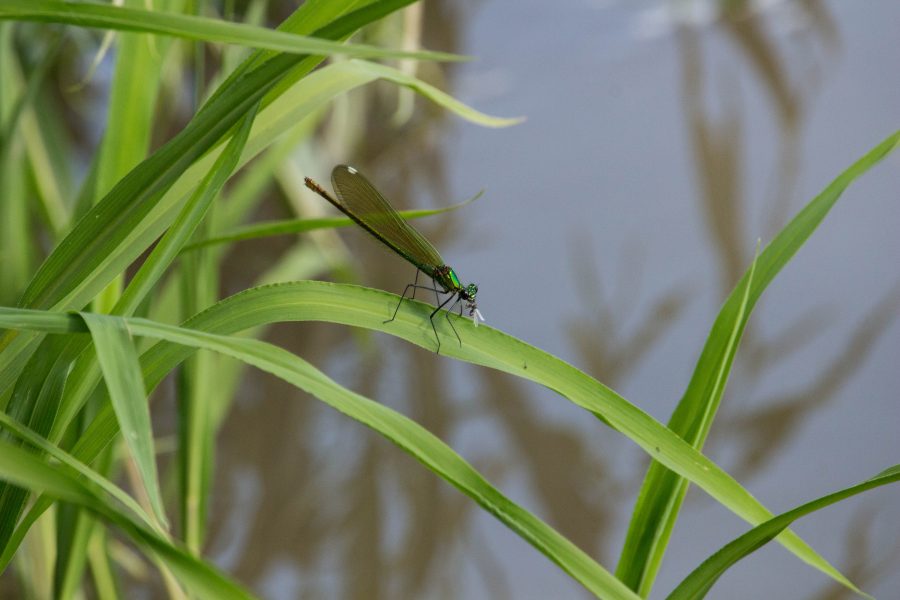 Kisasszony szitakötő (Calopteryx virgo)