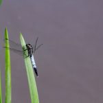 Fehér pásztor (Orthetrum albistylum)