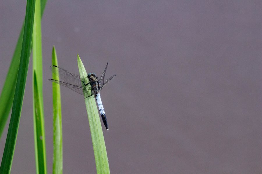 Fehér pásztor (Orthetrum albistylum)