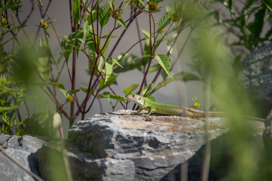 Zöld gyík (Lacerta viridis)