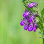 Fekete nadálytő (Symphytum officinale)