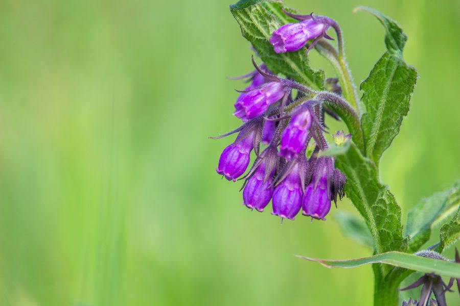 Fekete nadálytő (Symphytum officinale)