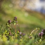 Foltos árvacsalán (Lamium maculatum)