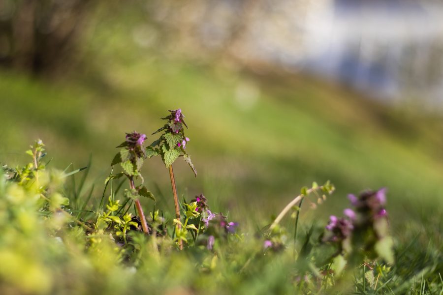 Foltos árvacsalán (Lamium maculatum)