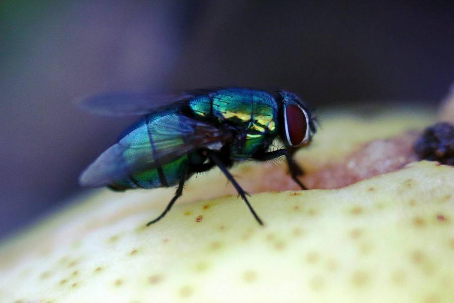 Fémzöld döglégy (Lucilia sericata)