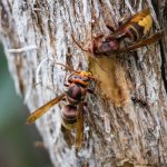 Lódarázs (Vespa crabro)