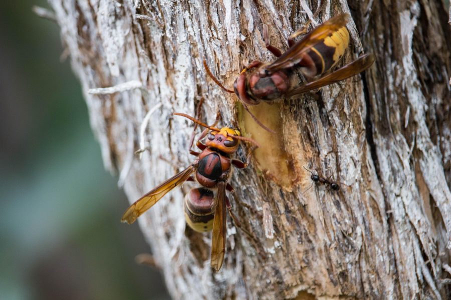 Lódarázs (Vespa crabro)