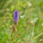 Macskafarkú veronika (Veronica spicata)