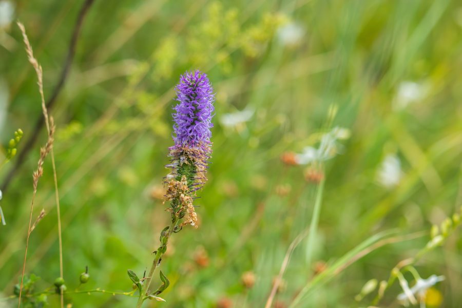 Macskafarkú veronika (Veronica spicata)