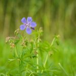 Mezei gólyaorr (Geranium pratense)