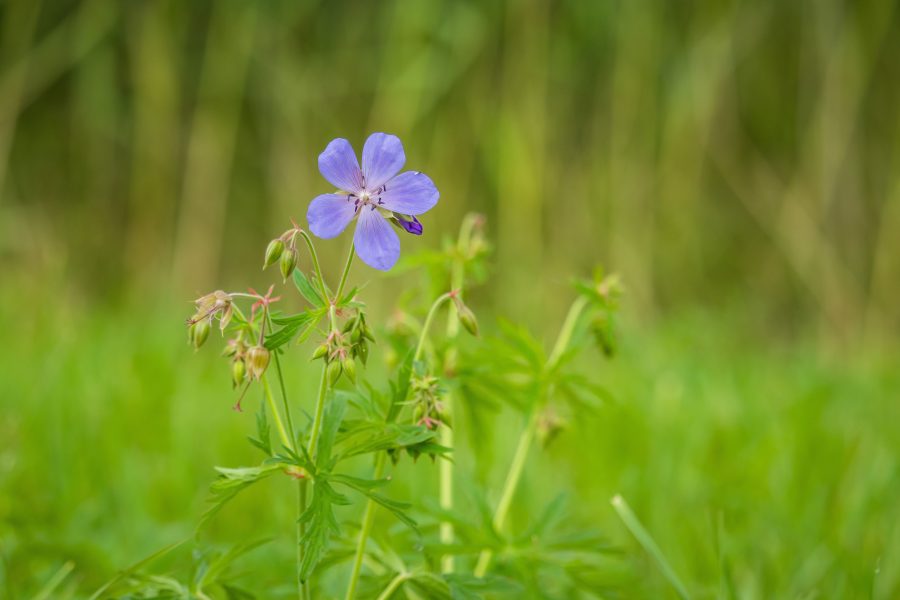 Mezei gólyaorr (Geranium pratense)