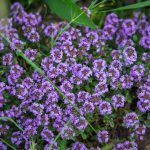 Mezei kakukkfű (Thymus serpyllum)