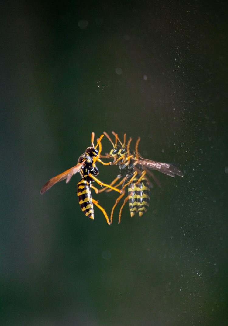 Déli papírdarázs (Polistes dominula)