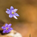 Nemes májvirág (Anemone hepatica) lilás színben