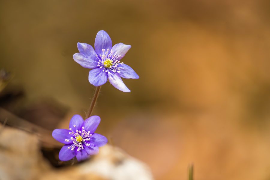 Nemes májvirág (Anemone hepatica) lilás színben