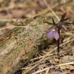 Pirosló hunyor (Helleborus purpurascens)