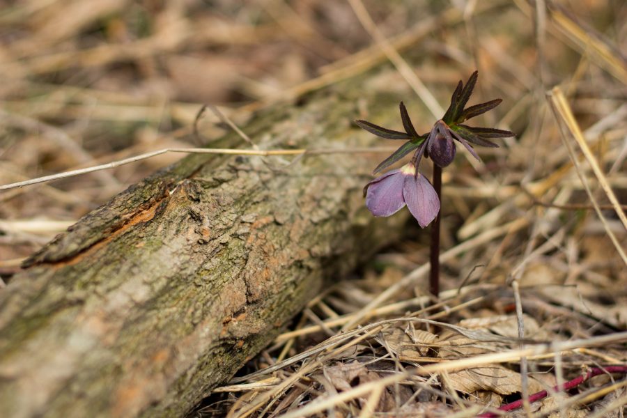 Pirosló hunyor (Helleborus purpurascens)