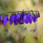 Széleslevelű harangvirág (Campanula latifolia)