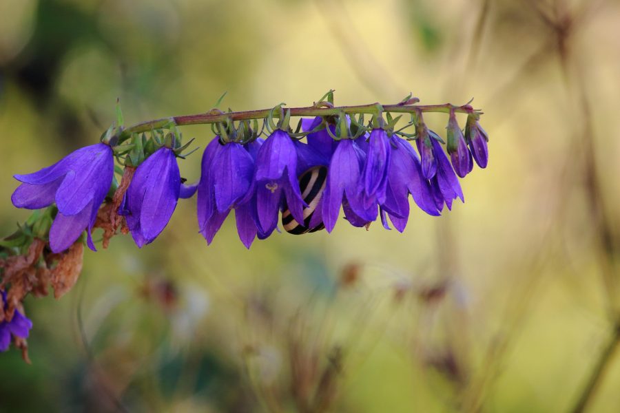 Széleslevelű harangvirág (Campanula latifolia)