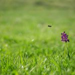 Agárkosbor (Anacamptis morio)