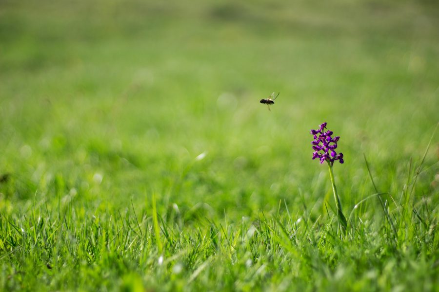 Agárkosbor (Anacamptis morio)