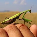 Imádkozó sáska vagy ájtatos manó (Mantis religiosa)