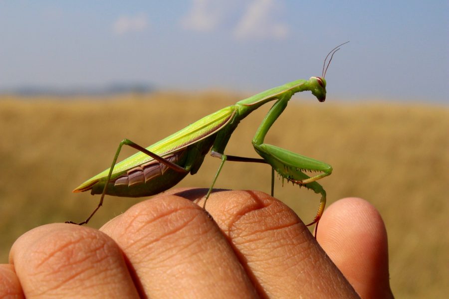 Imádkozó sáska vagy ájtatos manó (Mantis religiosa)