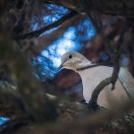 A balkáni gerle inkább fákon fészkel