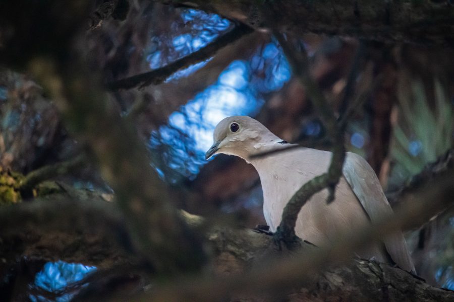 A balkáni gerle inkább fákon fészkel