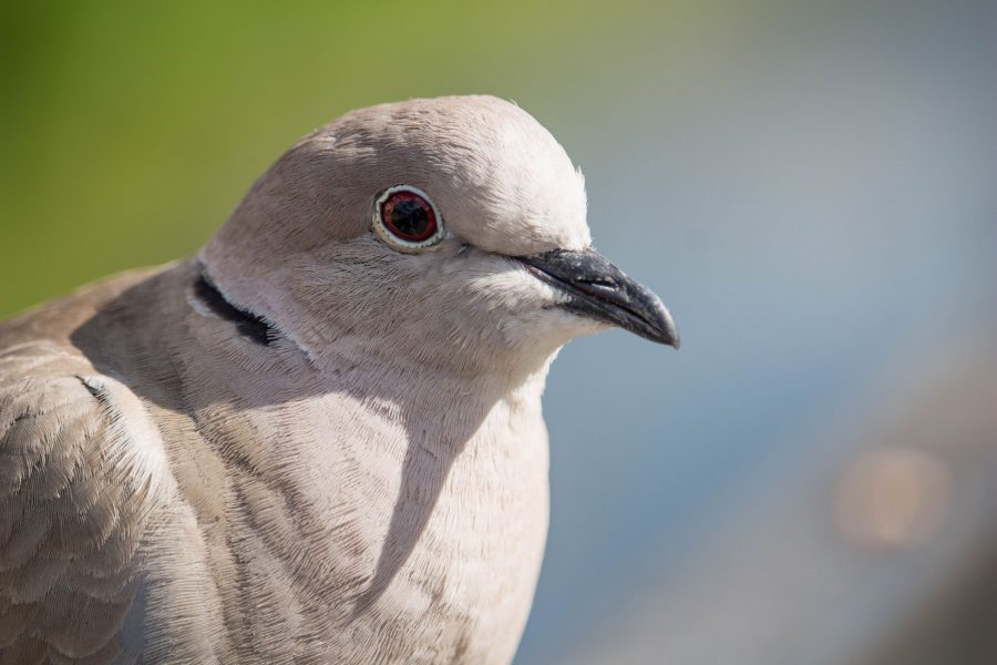 Balkáni gerle (Streptopelia decaocto)