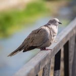 Balkáni gerle (Streptopelia decaocto)