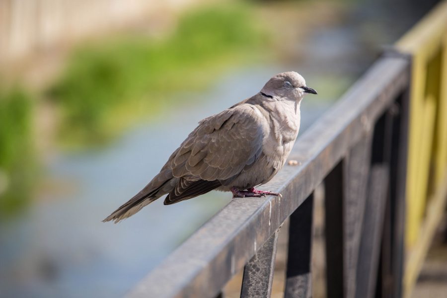 Balkáni gerle (Streptopelia decaocto)