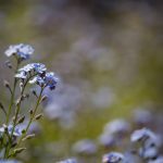 Kék nefelejcs (Myosotis)