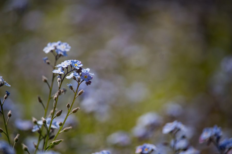 Kék nefelejcs (Myosotis)