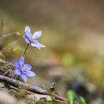 Nemes májvirág (Anemone hepatica) kék színben