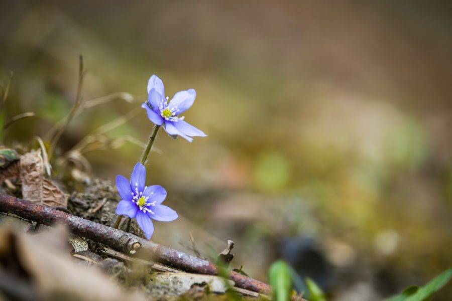 Nemes májvirág (Anemone hepatica) kék színben